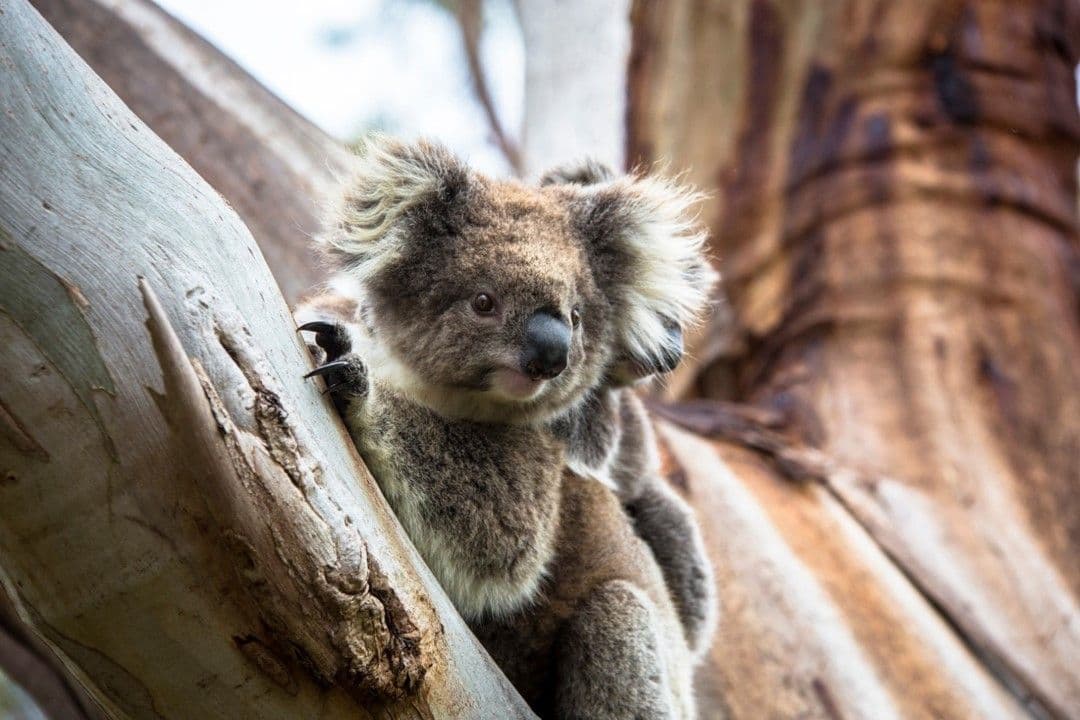 Stop at Great Otway National Park to catch a glimpse of Australia's famous wild Koalas