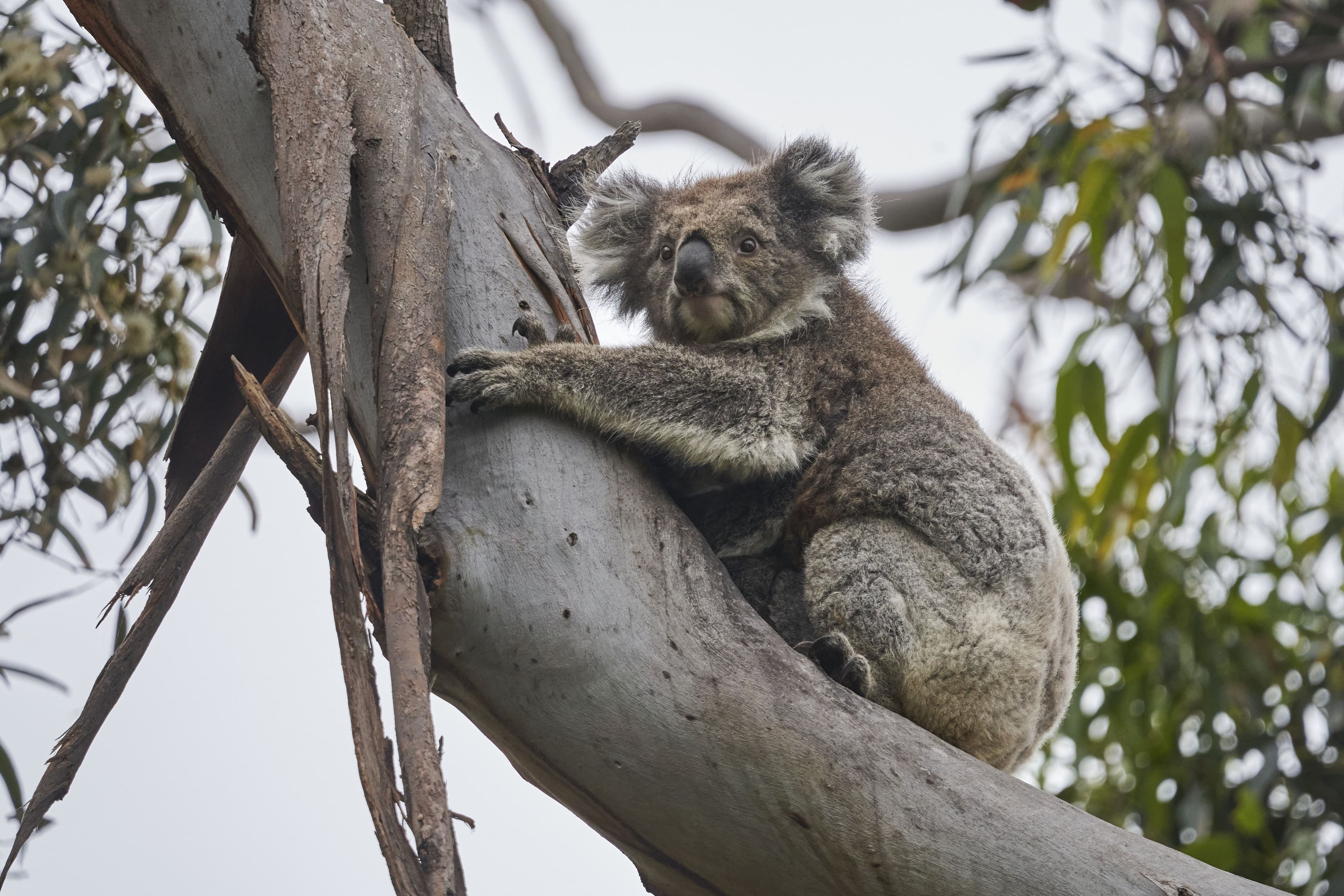 A cute koala perched in a tree along the Kennett River Koala Walk