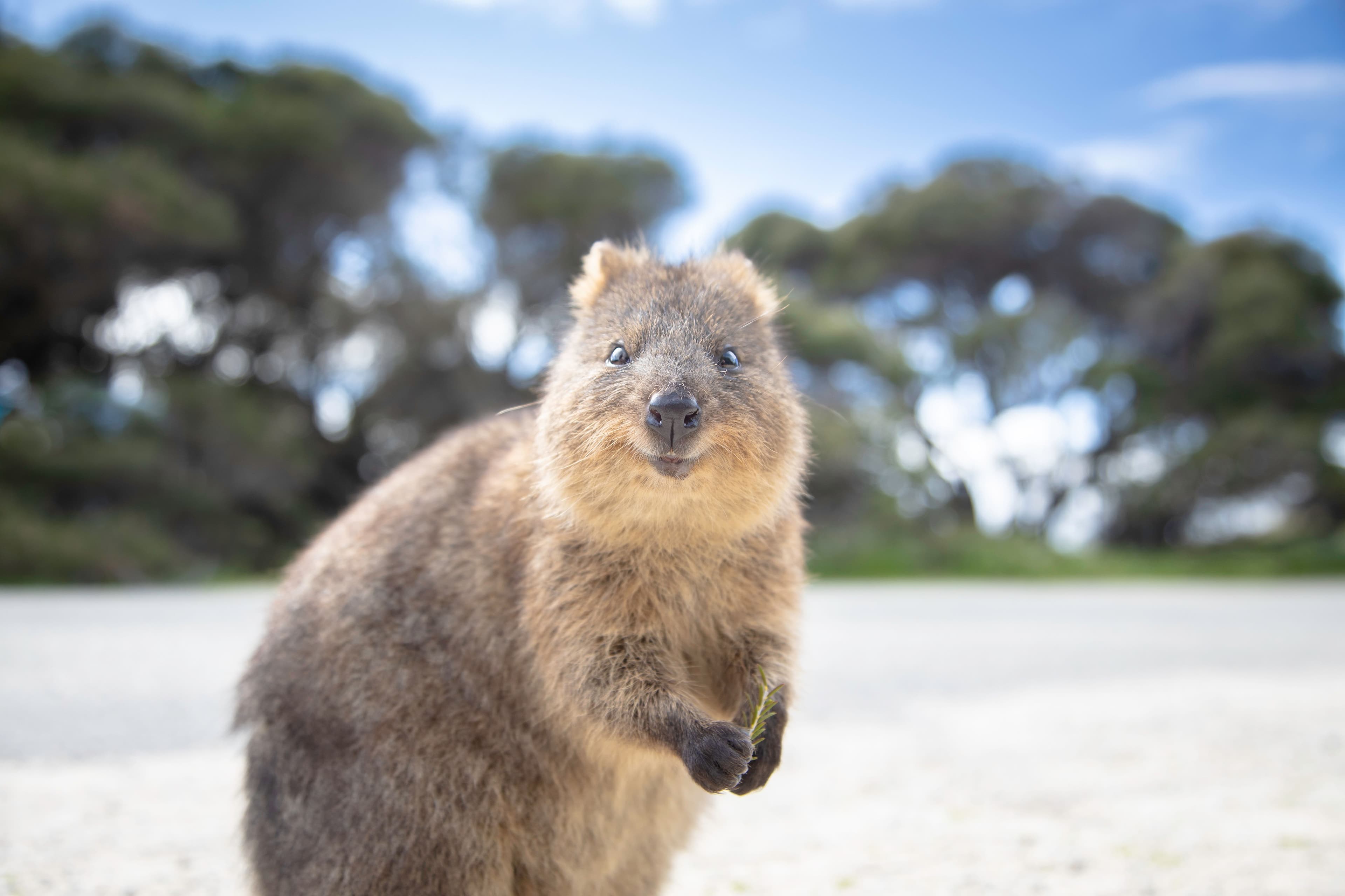 Rottnest-Island-Quokka-AdobeStock.jpeg