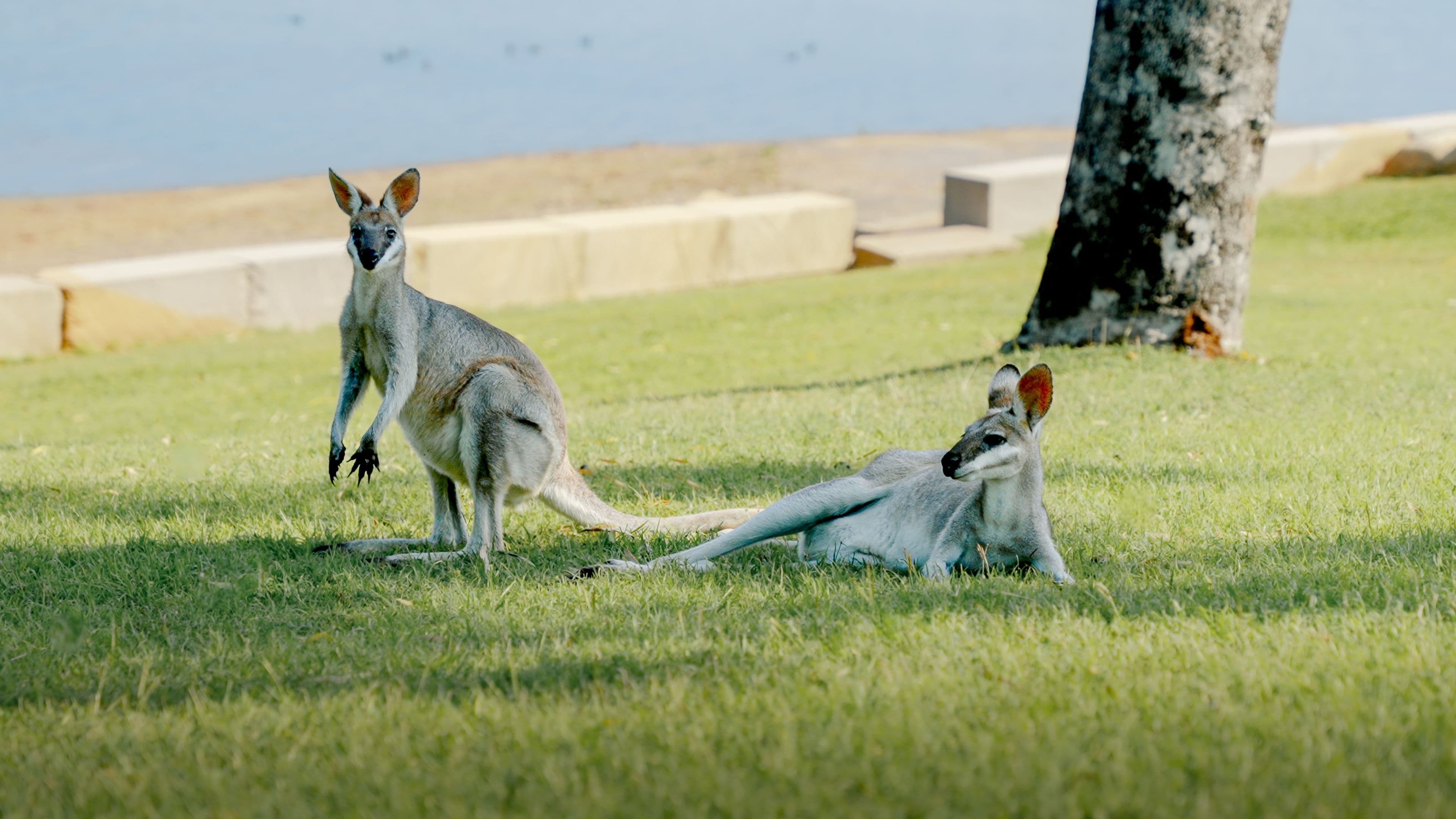 Kangaroos look at the camera